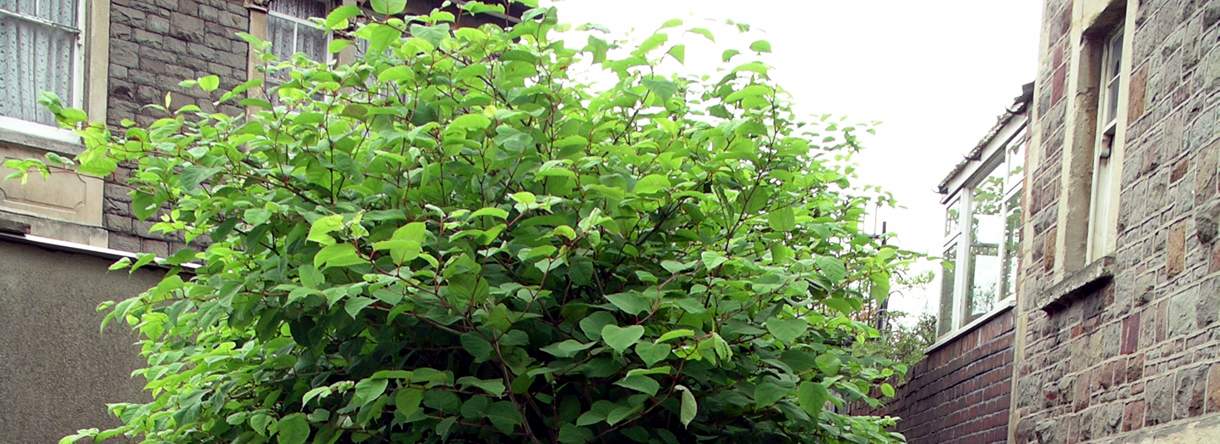 Taylands invasive weed consultancy