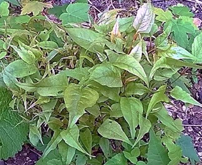 Knotweed growth