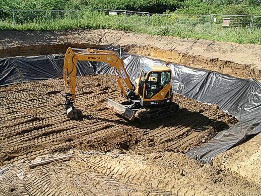 Cell burial for Japanese knotweed