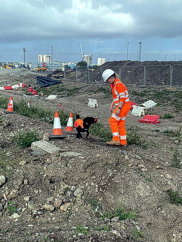 Working with specially trained sniffer dogs