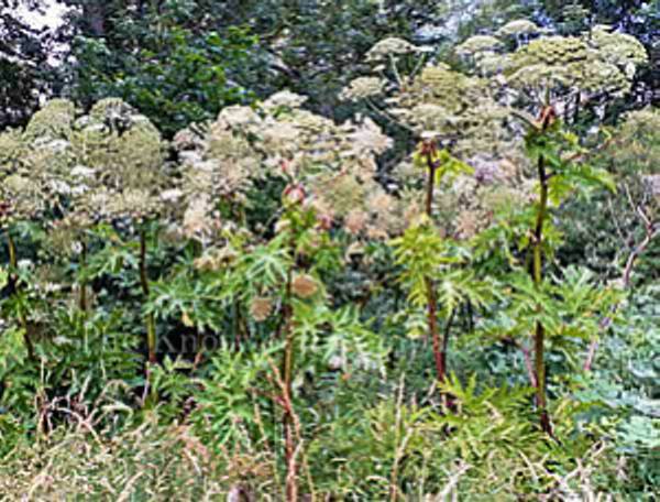 A giant hogweed stand