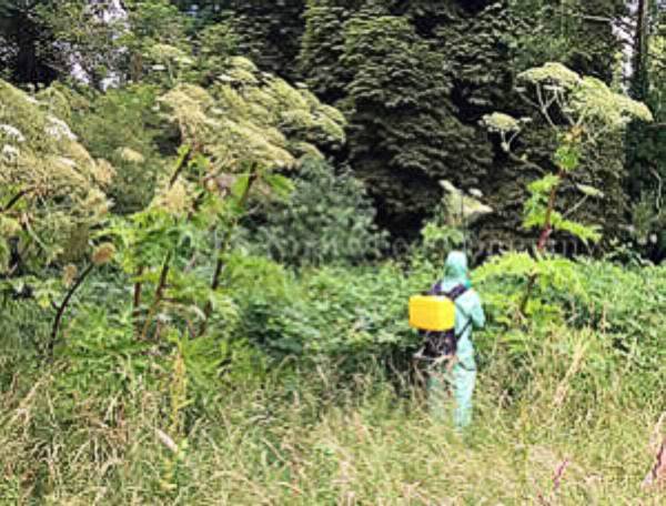 Giant Hogweed