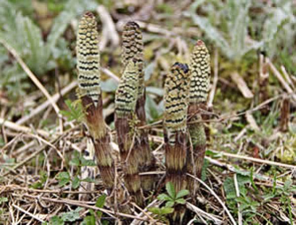 Young Field Horsetail shoots