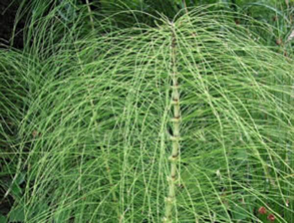 Field Horsetail