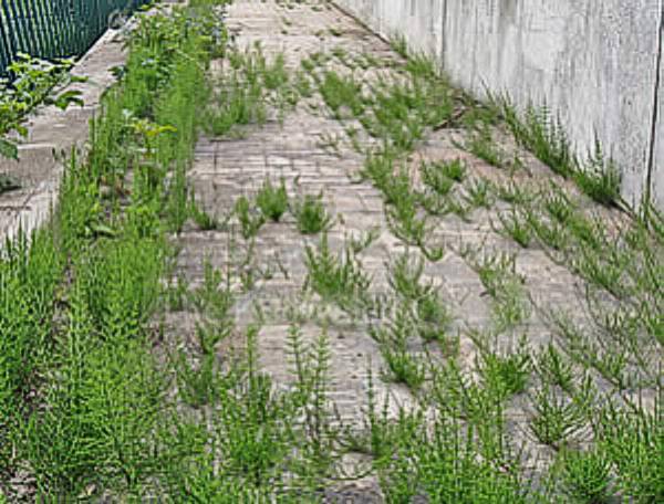 Field Horsetail growing through path