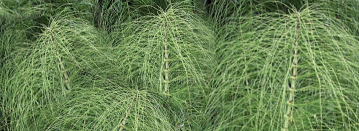 Taylands invasive weed consultancy