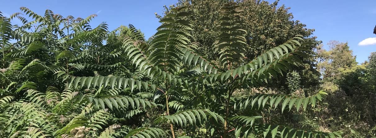 Taylands invasive weed consultancy