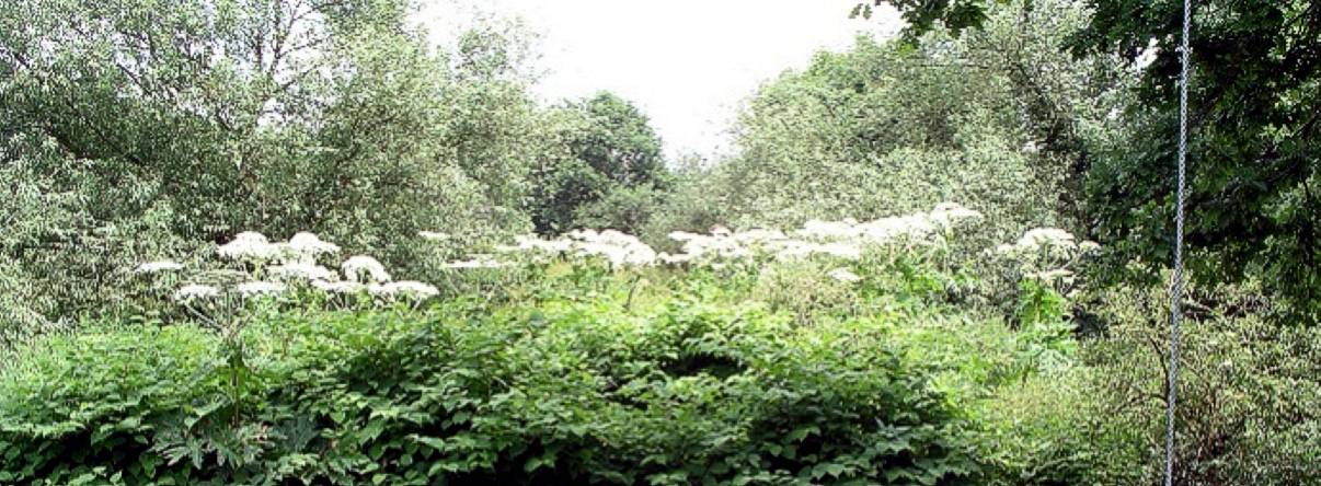Taylands invasive weed consultancy