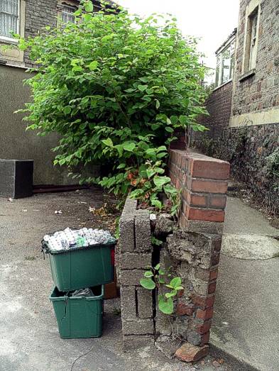 Knotweed damaging a wal