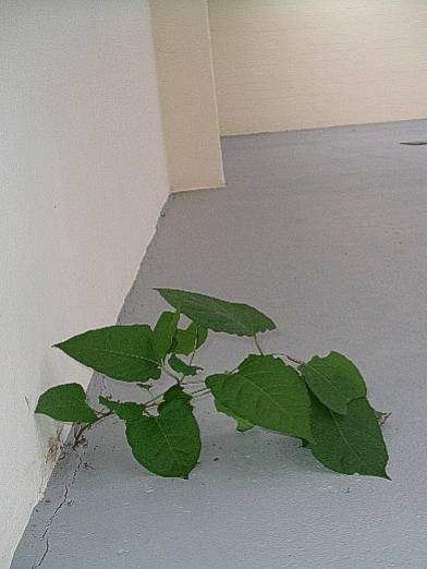 Knotweed growing inside a building