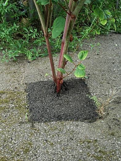 Knotweed growing through newly patched tarmac