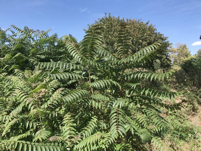 Tree of Heaven forming a large colony on a development site